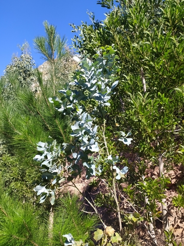 Eucalyptus cinerea