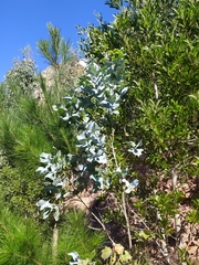 Eucalyptus cinerea