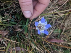 Gentiana bicuspidata