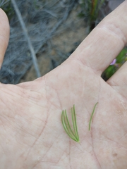 Oxalis polyphylla pentaphylla