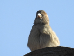 Passer domesticus