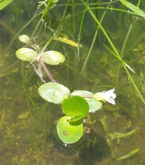 Bacopa rotundifolia