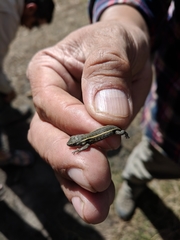 Sceloporus subniger