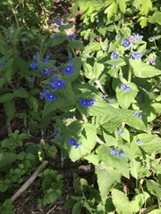Pentaglottis sempervirens