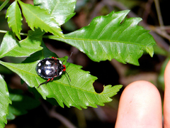 Chinavia erythrocnemis