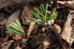 Gymnospermium smirnowii