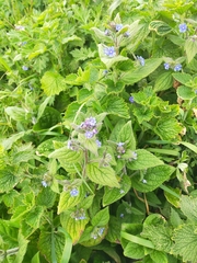 Pentaglottis sempervirens