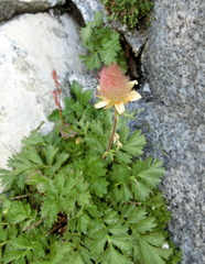 Geum reptans