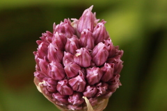 Allium cepa