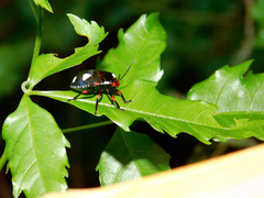Chinavia erythrocnemis