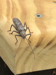 Pteronarcys pictetii