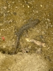 Pleurodelinae