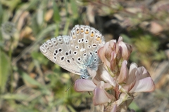 Onobrychis humilis matritensis