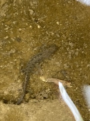 Pleurodelinae