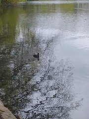 Fulica atra