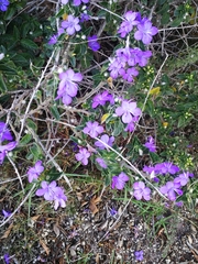 Barleria obtusa