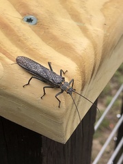 Pteronarcys pictetii