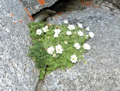 Cerastium uniflorum