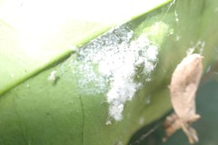 Aleurothrixus floccosus