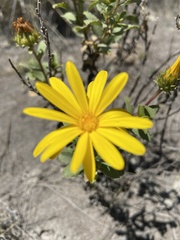 Grindelia tarapacana