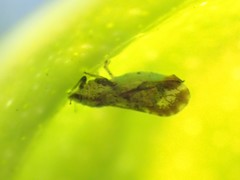 Diaphorina citri
