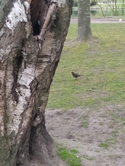 Turdus merula