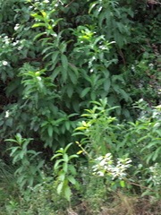 Cestrum laevigatum