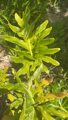 Thaumatophyllum bipinnatifidum