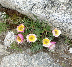 Ranunculus glacialis