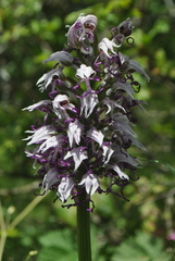 Orchis simia simia