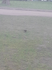 Turdus merula