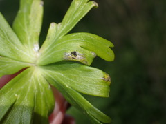 Urocystis eranthidis