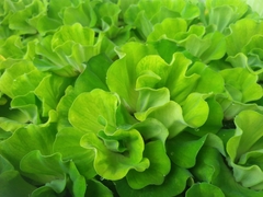 Pistia