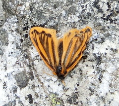 Setina aurita