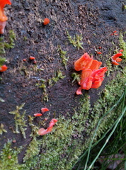 Guepinia