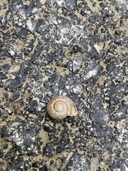 Zonitidae