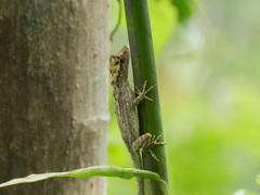 Anolis ortonii