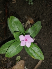 Catharanthus roseus roseus