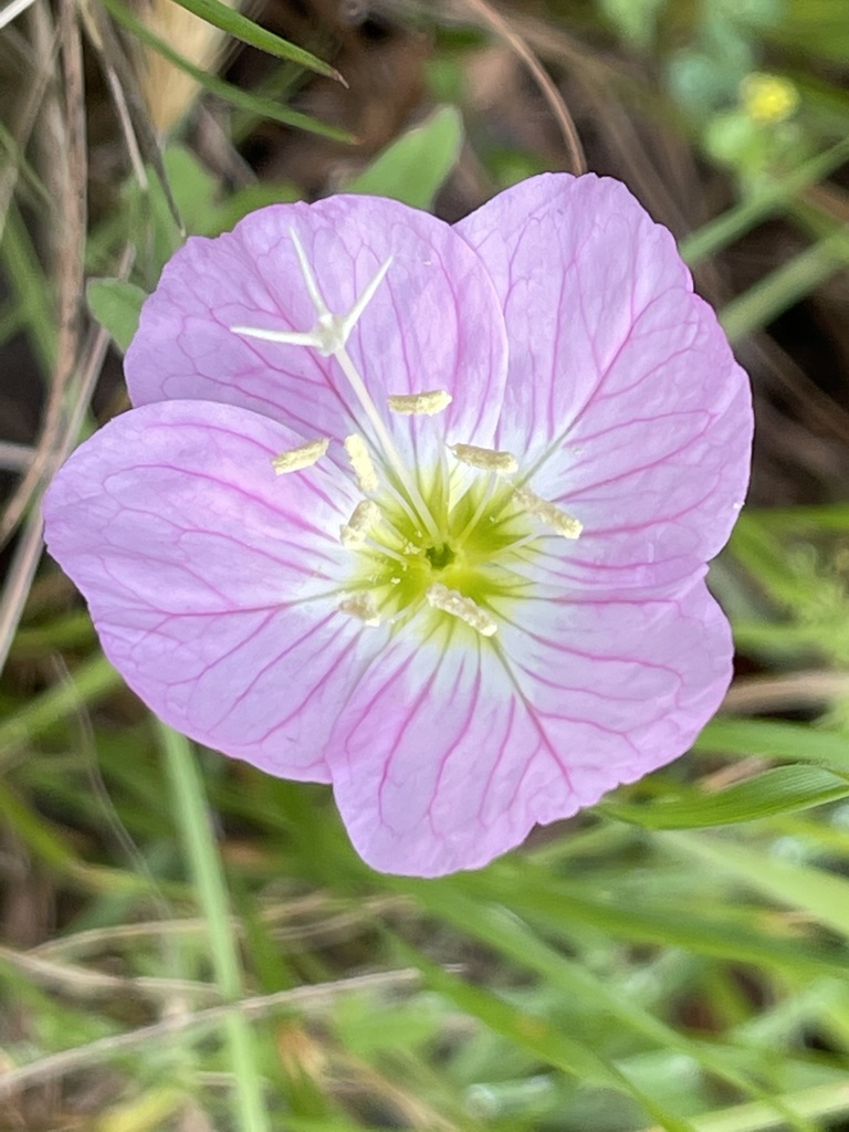 Oenothera sect. Hartmannia