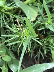 Cyclospermum
