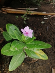 Catharanthus roseus roseus