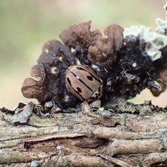 Mulsantina hudsonica