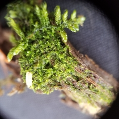 Fuscocephaloziopsis lunulifolia