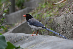 Urocissa erythroryncha