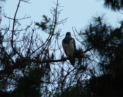 Geranoaetus melanoleucus australis