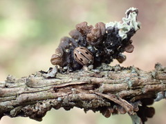 Mulsantina hudsonica