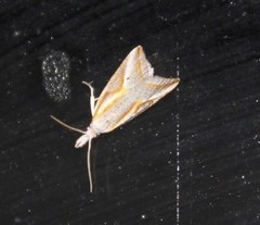 Arotrophora arcuatalis