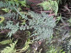Blechnum chambersii