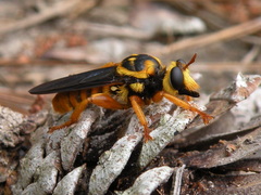 Laphria saffrana