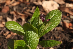 Scopolia caucasica